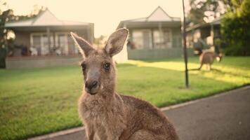A curious kangaroo stands in the foreground, gazing directly into the camera with soft, inquisitive eyes. The golden sunlight bathes the scene, creating a warm, inviting atmosphere. video
