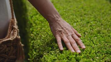 A close-up shot of a hand gently touching a lush green hedge. The texture of the small, vibrant leaves contrasts with the smooth skin, creating a connection video