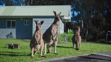 A group of kangaroos stands in a lush green backyard, curiously gazing at the camera. The scene, set against a modern countryside home, captures the unique coexistence of Australian video