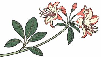 a flower with leaves and flowers on a white background vector