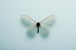 Delicate white butterfly resting on a soft blue background in a serene setting photo