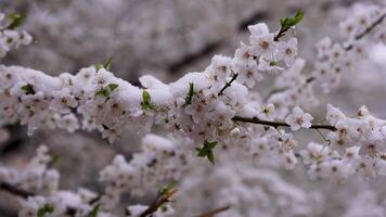 Snow-covered branches of a blossoming spring tree swaying in the wind video