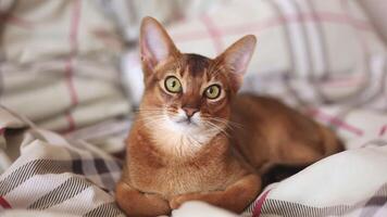 favorite pets. calm red cat that looks at the camera while lying in bed. The concept of happy and adorable pet cats. Selected sharpness video