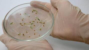 biologist's hands hold a petri dish with samples of sprouted tomato seeds. Sprouts germinate in a humid environment. selection, study and selection of best tomatoes grown in a biological laboratory video