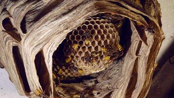 close-up of a hornet building its nest, bottom view. A big hornet's nest. active bald-faced hornets , wasps video
