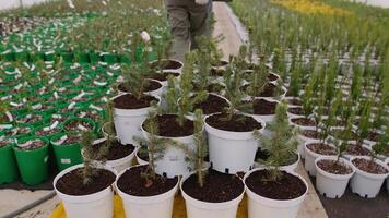 Conifer seedlings in pots at plant nursery video