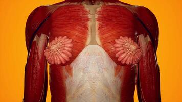 Female Back Muscles and Spine Structure in 3D Render video