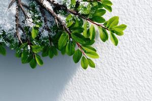 Green leaves contrasting with snow on a textured white surface during winter photo