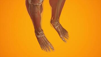 Lower Limb Bone and Muscle Structure in 3D Visualization video