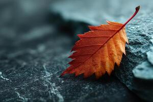 Vibrant autumn leaf resting on dark stone surface in a serene environment photo