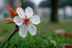 Blossom of a white flower with raindrops on a misty morning in a green park photo