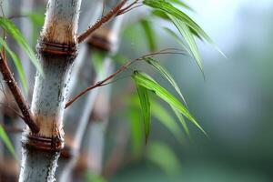 Detailed view of bamboo stalks and leaves in a serene natural setting during early morning light photo