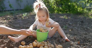 Little cute girl sitting on garden bed and helps a dig potatoes sunny day video