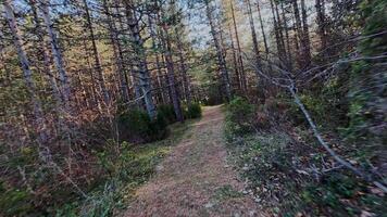 Stroll a peaceful forest path surrounded by lush foliage, vibrant greenery, and soft sun rays filtering through the canopy. A tranquil, scenic outdoor trail perfect for hiking and nature adventure video