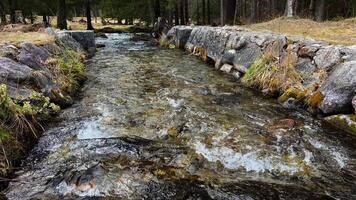 Pristine water racing through small artificial stream, winding between moss covered rocks and verdant grass in dense forest setting, capturing natural water flow dynamics. Stream through mossy rocks video
