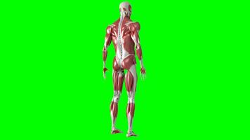 3d Human skeleton with muscles animation on green screen background, human skeleton with muscles 3d animation, Human skeleton with muscles chroma key video