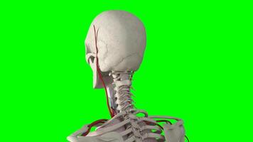 3d rotating Human skeleton face animation on green screen background, rotating upper body skeleton 3d animation, Human upper skeleton chroma key video
