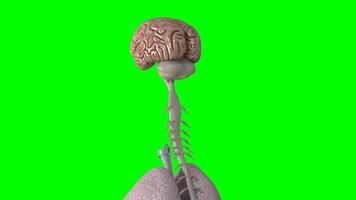 3d Brain animation on green screen background, human body part 3d animation, Brain chroma key video