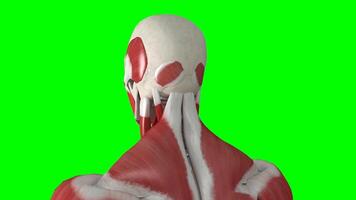 3d Human skeleton face with muscles animation on green screen background, human skeleton face with muscles 3d animation, Upper body Human skeleton face with muscles chroma key video