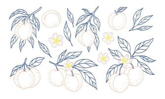 A drawing of fruit and flowers with a blue background. The fruit includes oranges and a peach. The flowers are pink and yellow. The drawing has a light and cheerful mood vector