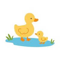 A mother duck and her baby duck are strolling together in a pond. The baby duck is closely following the mother duck, learning how to swim and navigate the water. The scene is peaceful and serene vector