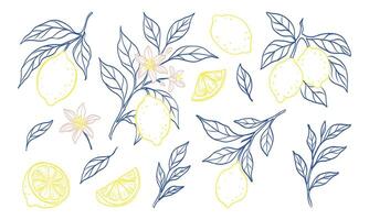 A drawing of lemons and leaves with a blue and yellow color scheme. The drawing is of a variety of lemons and leaves, with some of the lemons being sliced. The mood of the drawing is bright vector
