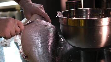 static low shot captures a chef starting cuts on a fresh salmon fish, highlighting the precision and technique in fish preparation. Ideal for culinary, seafood, and professional kitchen content. video