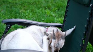 Goat sleeping chair lying peacefully on a bed of hay in the shade of a wooden structure. The goat's relaxed posture evokes a sense of tranquility and contentment, capturing the video
