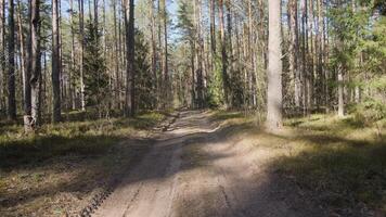Empty forest road in summer background slow motion first person view video