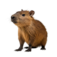Capybara is sitting on a transparent background png