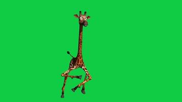 3d cartoon giraffe animal dancing loop animation isolated on green screen background video