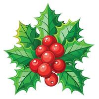 Holly with red berries on white background vector