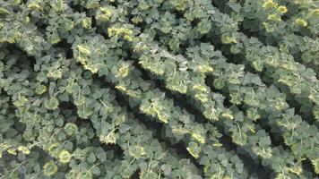 close top down drone view of a sunflower field, aerial view footage video