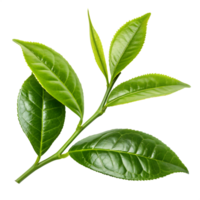 Fresh Green Tea Leaves on a Twig Isolated on Transparent Background png