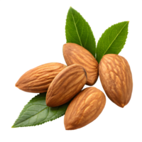 Almonds with Fresh Green Leaves Isolated on Transparent Background png
