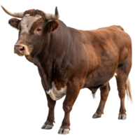 Powerful Brown Bull with Large Horns on Transparent Background png