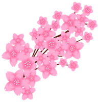 Delicate Sakura Branch png