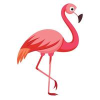 Standing Flamingo with Pink Plumage and Leg Raised Isolated on White Background vector