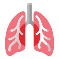 Pink Lungs with Airways Showing Anatomy on a Transparent Background vector