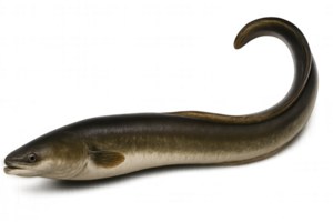 Realistic eel illustration with curved tail on transparent background png