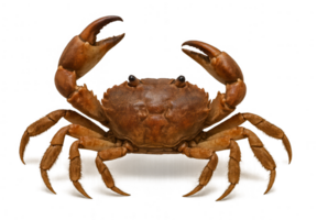 Realistic Crab Art simple compose on Transparent Background png