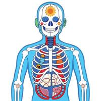 Light BlueSkinned Humanoid Displaying Skeletal and Internal Anatomy vector