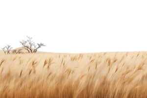 A field of golden wheat with a lone tree in the middle png