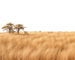 A field of tall grass with a lone tree in the middle png