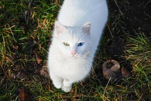 Majestic white cat with heterochromia stands on grass in nature setting photo