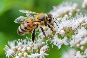 Honeybee Gathers Nectar from White Flower Close-Up View of Pollination Process in Nature's Ecosystem, showcasing the intricate details of a bee's anatomy and its interaction with blossoms. photo