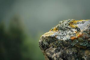 Lichen's Slow Growth on Stone A Detailed Look at Colorful Fungi and Algae Symbiosis in Nature, Revealing Textured Patterns and Hues Against a Soft-Focus Background. photo