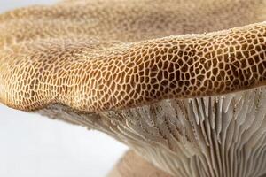 Close-Up View of a Unique Honeycomb Mushroom Cap and Gills Detailed Macro Photography of Fungal Structure, Revealing Intricate Textured Patterns and Delicate Underside. photo