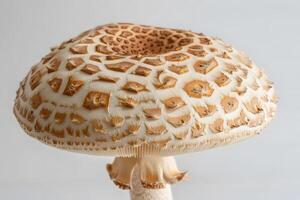 Close-Up View of a Mushroom Cap Detailed Texture and Pattern of a Fungus, Unveiling the Intricate Beauty of Nature with High-Resolution Photography, Showcase of Natural Wonders. photo