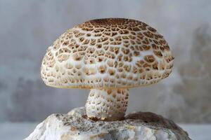 Magnificent Mushroom A Detailed Look at the Unique Texture and Cap of a Wild Fungus, Growing on a Rock, Displaying Intricate Details, Remarkable Natural Patterns, and Striking Color Combinations. photo
